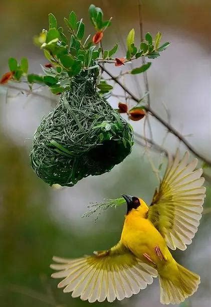 小鳥在家裡築巢